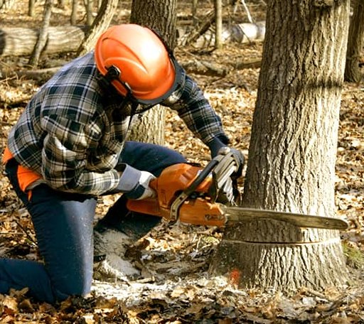 Tree Removal in Leivasy, WV